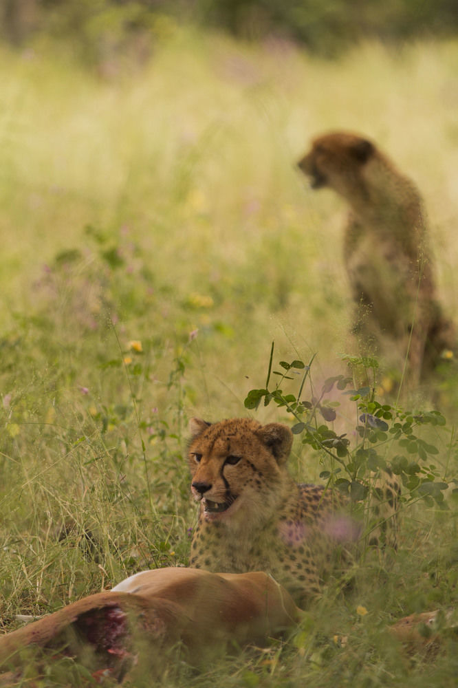 Nambwa Tented Lodge Kongola Luaran gambar